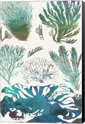 Framed Aquatic Assemblage II Print