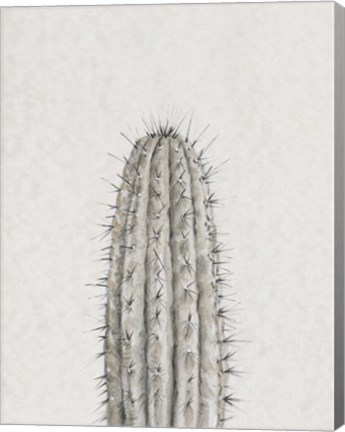 Framed Cactus Study III Print