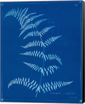 Framed Cyanotype Ferns I Print