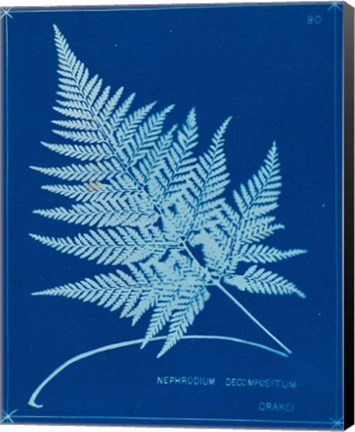 Framed Cyanotype Ferns II Print