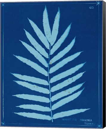 Framed Cyanotype Ferns III Print