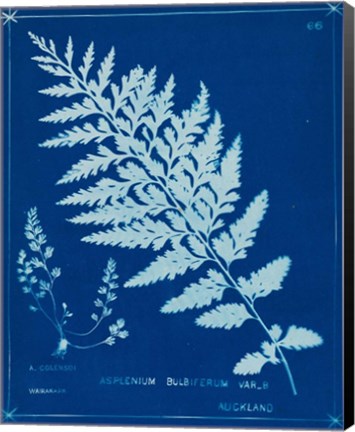 Framed Cyanotype Ferns IV Print