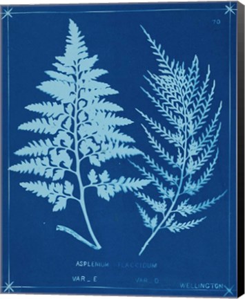 Framed Cyanotype Ferns V Print