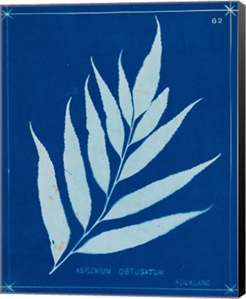 Framed Cyanotype Ferns VII Print