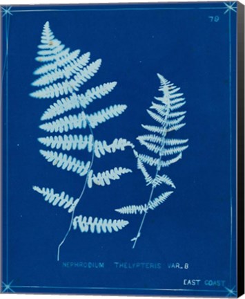 Framed Cyanotype Ferns VIII Print