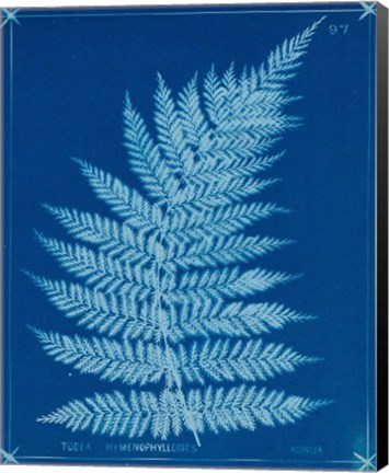 Framed Cyanotype Ferns IX Print