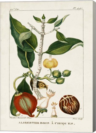 Framed Turpin Foliage &amp; Fruit III Print