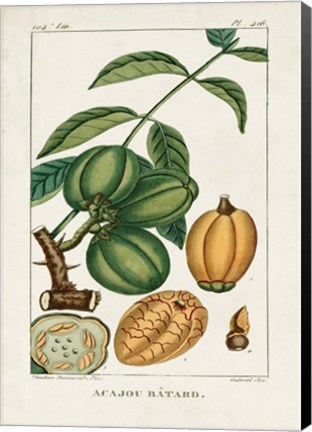 Framed Turpin Foliage &amp; Fruit IV Print