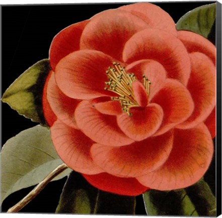 Framed Dramatic Camellia III Print