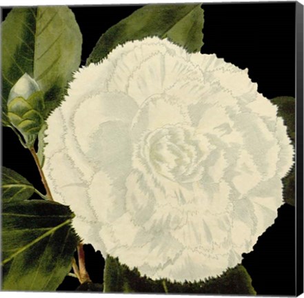 Framed Dramatic Camellia IV Print