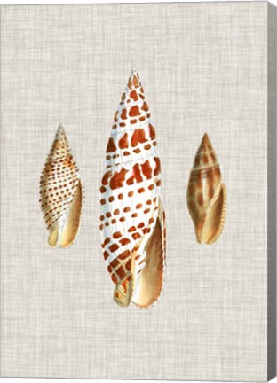 Framed Antique Shells on Linen I Print