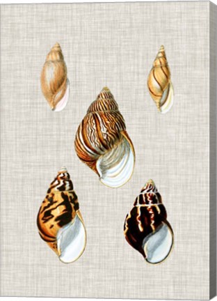 Framed Antique Shells on Linen II Print