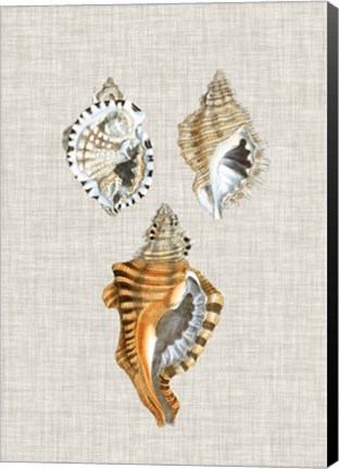 Framed Antique Shells on Linen III Print