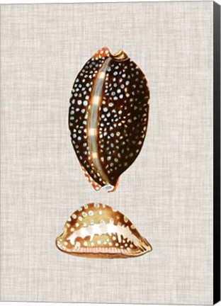 Framed Antique Shells on Linen IV Print