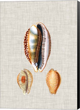 Framed Antique Shells on Linen V Print