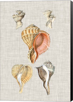 Framed Antique Shells on Linen VI Print