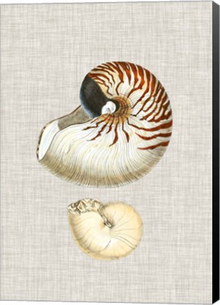 Framed Antique Shells on Linen VII Print