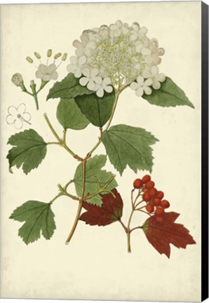 Framed Flowering Viburnum I Print