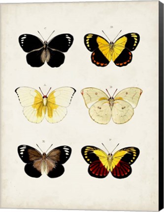 Framed Vintage Butterflies I Print
