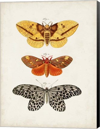 Framed Vintage Butterflies IV Print