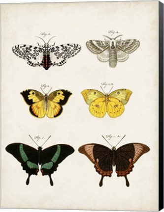 Framed Vintage Butterflies VI Print