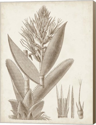 Framed Sepia Exotic Plants II Print