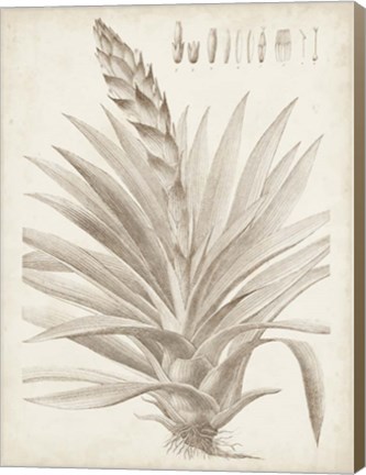 Framed Sepia Exotic Plants III Print