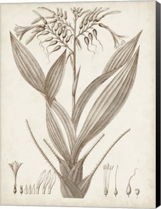 Framed Sepia Exotic Plants VII Print