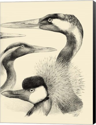 Framed Waterbird Sketchbook I Print