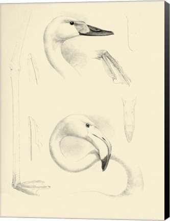 Framed Waterbird Sketchbook II Print