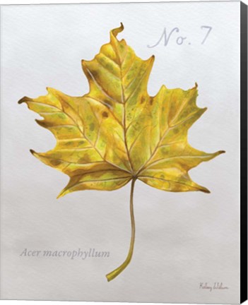 Framed Autumn Leaves on Gray II-Maple 2 Print