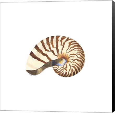 Framed Oceanum Shells White III-Nautilus Print