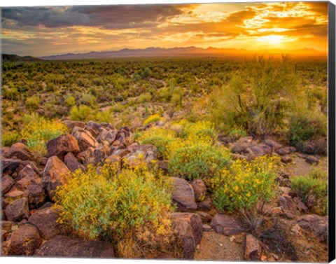 Framed Brittlebush Sunset Print