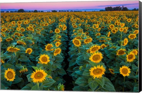 Framed Dawn Sunflowers Print