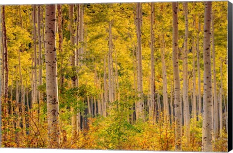 Framed Independence Pass Print