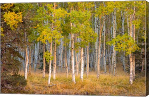 Framed June Lake Aspen Print