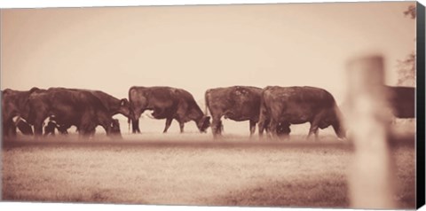 Framed Cattle Row Print