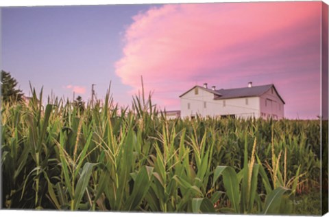 Framed Corn Crop Print