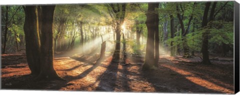 Framed Sun Rays in the Forest I Print