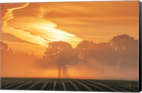 Framed Morning Glory Print