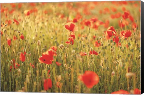 Framed Poppy Field I Print