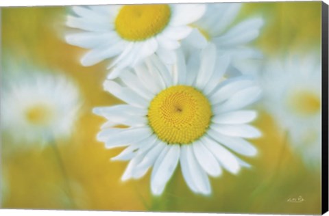 Framed Daisies Print