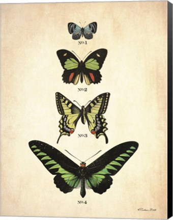 Framed Butterflies 1 Print