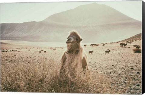 Framed Desert Camel Print