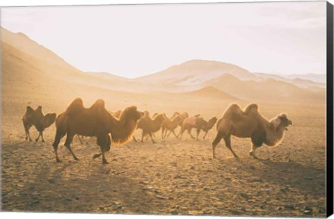 Framed Camels on the Move Print