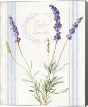 Framed Floursack Lavender IV Print