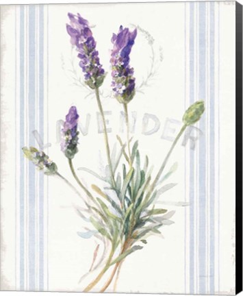 Framed Floursack Lavender III Print