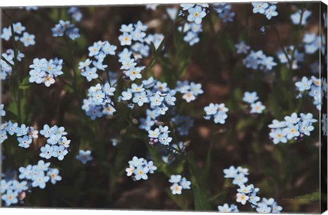 Framed Forget Me Nots I Print