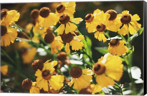 Framed Autumn Flowers II Print