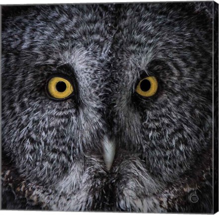 Framed Great Grey Owl Print